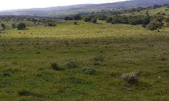 Imagem 3: VENDO FAZENDA DE 1.490 HECTARES NO MUNICÍPIO DE PINHEIRO MACHADO RS