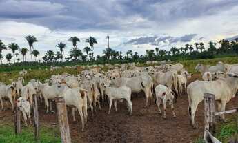 Imagem 1: FAZENDA EM PENALVA COM PORTEIRA FECHADA