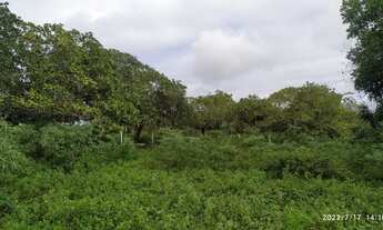 Imagem 5: Terreno para Chácara em Buique!