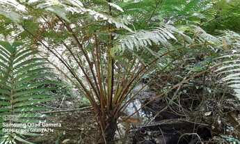Imagem 4: Vendo chácara com vertentes e Árvoredos localidade de Maracanã /Glorinha!
