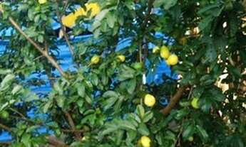 Imagem 7: Vendo chácara em Bofete