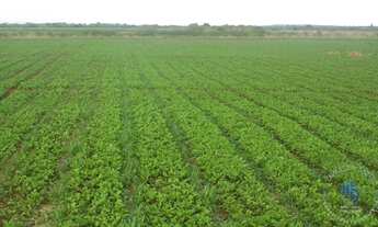 Imagem 3: Fazenda para Venda em Irecê, JOÃO DOURADO, 4 dormitórios, 2 suítes, 5 banheiros, 10 vagas