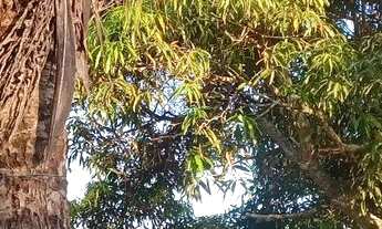 Imagem 2: Terreno centro Jaconé