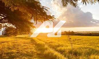 Imagem 3: área - Colmeia - Monte Alegre do Sul