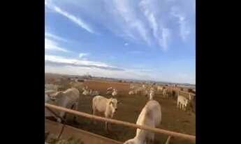 Imagem 4: Fazenda Unaí MG/ 10.280 hectare/ uma das fazendas mais bem estruturada do Brasil!!!