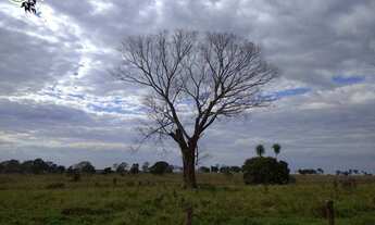 Imagem 5: FAZENDA Á VENDA EM NIOAQUE MS - 1.182 HECTARES (DUPLA APTIDÃO