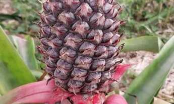 Imagem 3: Vendo ou troco chácara 30 mil