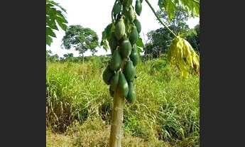 Imagem 3: Terreno 185 Hectares