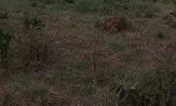 Imagem 2: VÊNDO CHÁCARA Chácara com venda por R$350.000