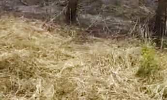 Imagem 3: Vendo chácara 1,500 mtrs quadrados