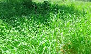 Imagem 3: Vendo propriedade rural