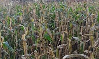 Imagem 3: Sitio em Dourados 25 hectares planta 17