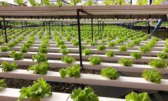 Imagem 3: Empresa hidropônica a venda