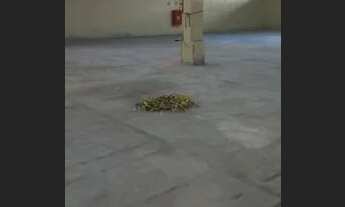 Imagem 6: Galpão/Depósito/Armazém para aluguel e venda com 12000 metros quadrados