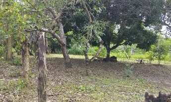 Imagem 5: SÍTIO AVENDA Chácara com venda por R$180.000