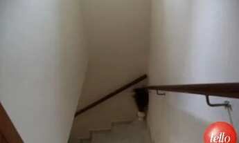 Imagem 7: São Paulo - Casa Padrão - Tatuapé