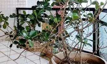 Imagem 3: Cobertura 4 quartos em Praia de Itaparica