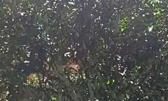 Imagem 7: Sítio no Rio pardo.Presidente Figueiredo