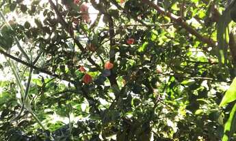 Imagem 6: Vendo sítio em Água Fria! Ótima localização