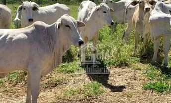 Imagem 5: Fazenda com 1.430 hectares com 20 km de margem do Rio Grande na divisa de MG/SP, na região