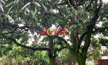 Imagem 5: Area, Jardim Bela Vista - Guarulhos