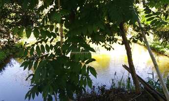 Imagem 4: BORDA DA MATA - Chácara - Serrinha