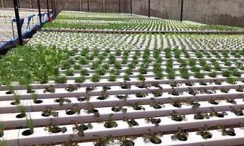 Imagem 5: Empresa hidropônica a venda