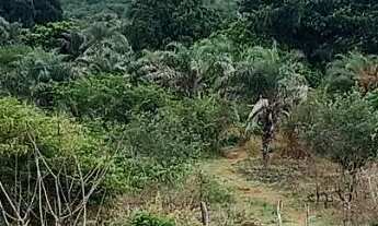 Imagem 7: Fazenda com 16 hectares, sendo 9 de pastagem, e 7 de área preservada ,toda cercada com