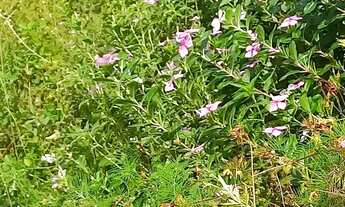 Imagem: Vendo Casa Próximo à TO-050/BR 010