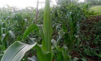 Imagem 4: Chacara Chácara com venda por R$150.000