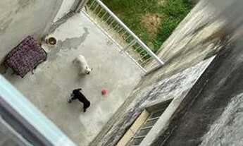 Imagem 4: Aluga-se casa na Brasilândia SG