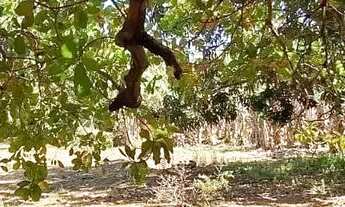 Imagem 2: Chácara à venda, Vila Jardim São Judas Tadeu, Goiânia, GO