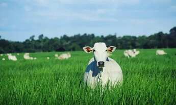 Imagem: PRECISO ALUGAR OU ARRENDAR FAZENDA PARA