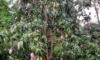 Imagem 4: Sitio 2 Hectares Escriturado///Aceita Veiculo.