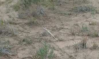 Imagem 2: Lote 180m bairro lagoinha Mandirituba