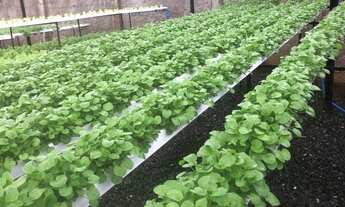 Imagem 4: Empresa hidropônica a venda