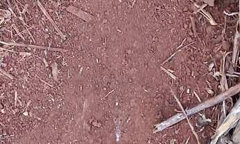 Imagem 2: Sitio em Dourados 25 hectares planta 17