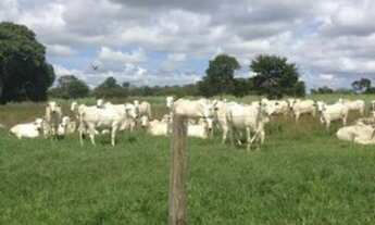 Imagem 4: . Fazenda 970 alqueires na região de peixe Tocantins