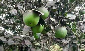 Imagem 3: Chacara Chácara com venda por R$150.000