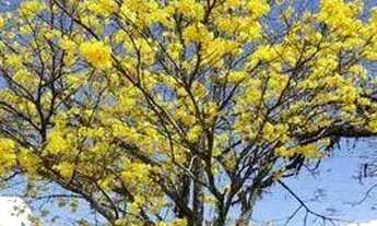 Imagem 5: Casa para Venda em São José, Serraria, 3 dormitórios, 2 banheiros, 6 vagas