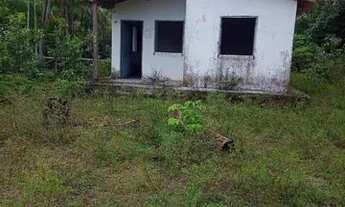 Imagem 4: Terra com 100 Hectares - Pedro do Rosário - MA