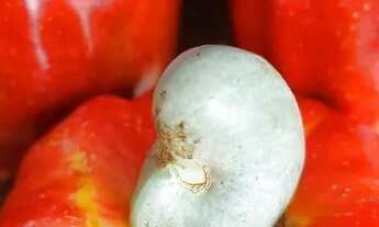 Imagem: Ótima oportunidade! Vendo ou troco sítio