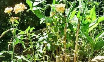 Imagem 7: Rua Vital Brasil / Fazendinha - 5sts, piscina, lounge, quadra de areia!