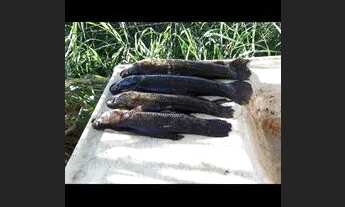 Imagem 3: Vendo lote três Marias