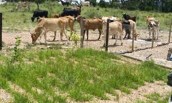 Imagem 5: Chácara de 1 alqueire em Faina GO