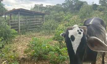 Imagem 7: CHÁCARA. À VENDA - 10.000 m² PREÇO OPORTUNIDADE