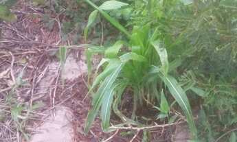 Imagem 3: Tarefa de terra Chácara com venda por R$20.000