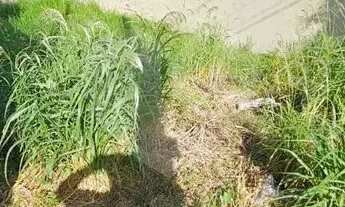 Imagem 3: Terreno comercial à venda em Jardim Colonial, Indaiatuba - SP