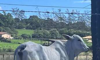 Imagem 5: Excelente fazenda gado corte e leiteiro, toda plana e 5 minutos centro da cidade frente es