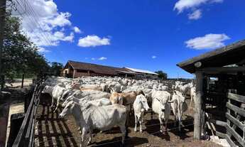 Imagem: Excelente fazenda gado corte e leiteiro